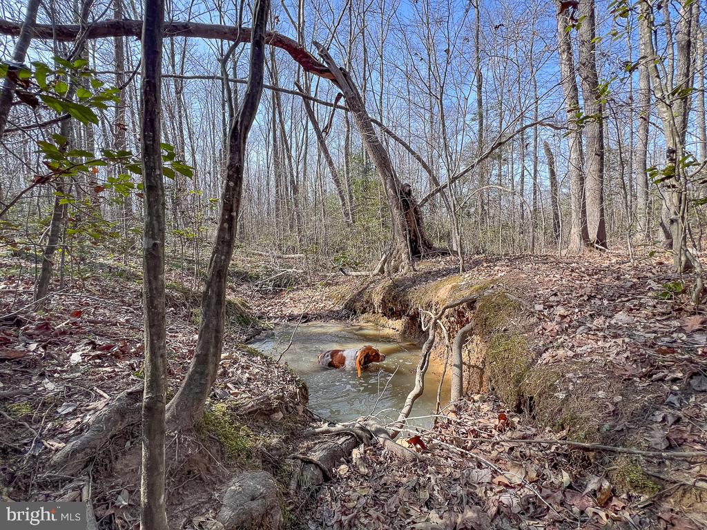 49.26 ACRES JERICHO RD, RUTHER GLEN, Virginia 22546, ,Land,For Sale,49.26 ACRES JERICHO RD,VACV2009540 MLS # VACV2009540