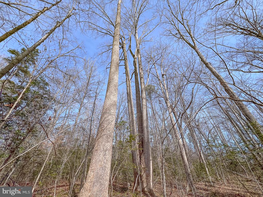 49.26 ACRES JERICHO RD, RUTHER GLEN, Virginia 22546, ,Land,For Sale,49.26 ACRES JERICHO RD,VACV2009540 MLS # VACV2009540