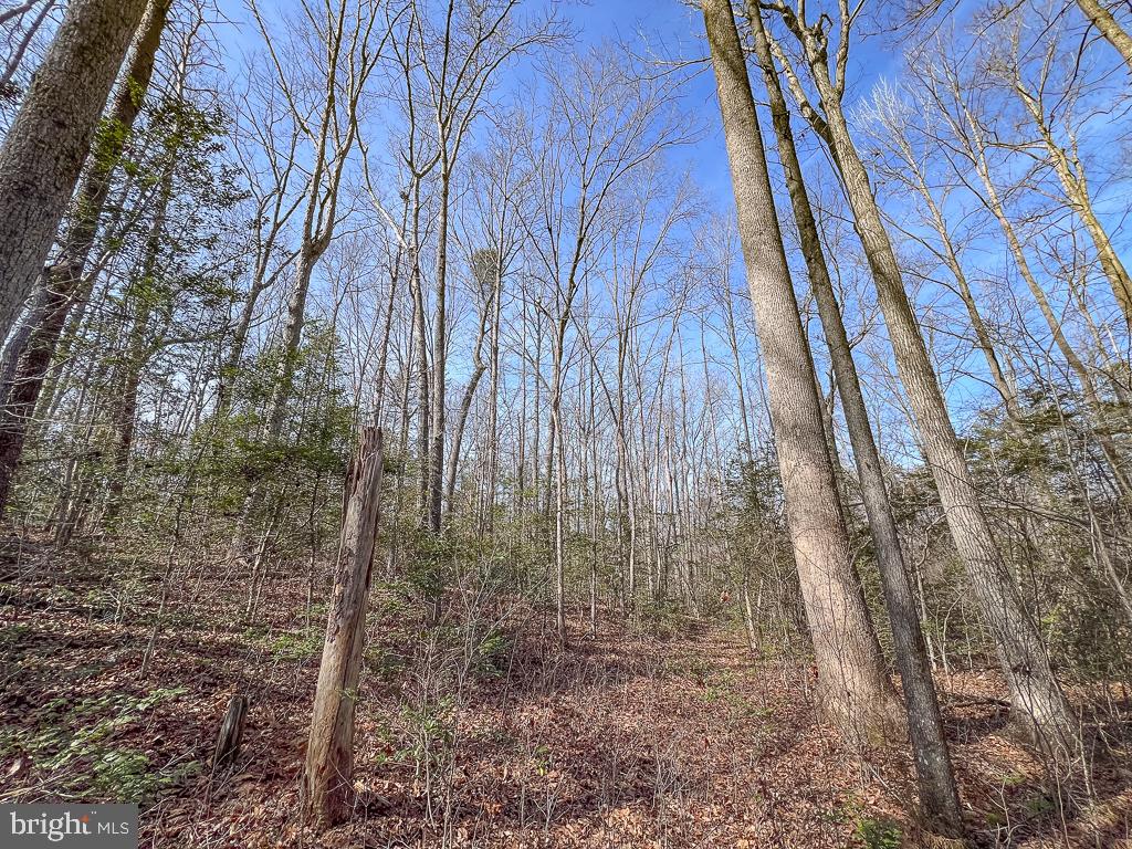 49.26 ACRES JERICHO RD, RUTHER GLEN, Virginia 22546, ,Land,For Sale,49.26 ACRES JERICHO RD,VACV2009540 MLS # VACV2009540