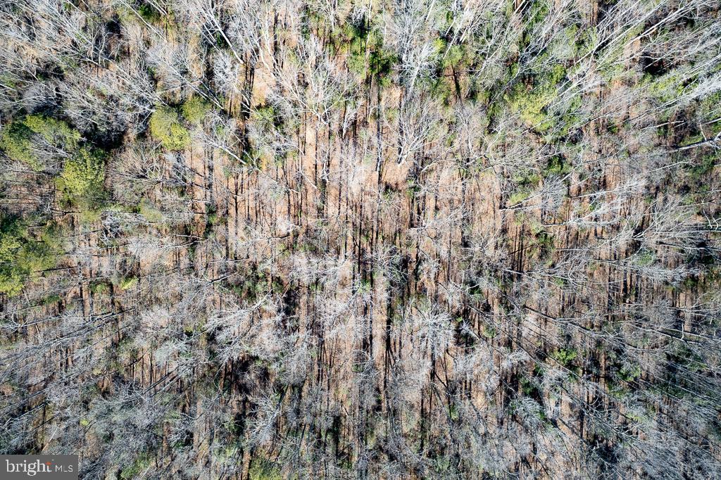 49.26 ACRES JERICHO RD, RUTHER GLEN, Virginia 22546, ,Land,For Sale,49.26 ACRES JERICHO RD,VACV2009540 MLS # VACV2009540