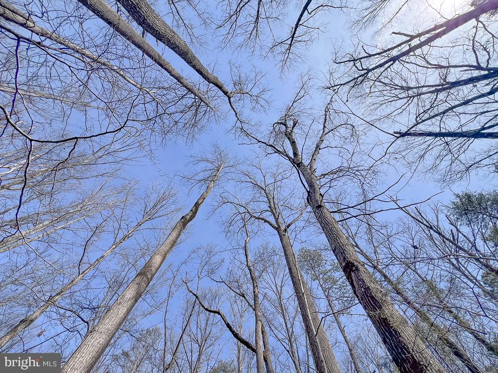 49.26 ACRES JERICHO RD, RUTHER GLEN, Virginia 22546, ,Land,For Sale,49.26 ACRES JERICHO RD,VACV2009540 MLS # VACV2009540