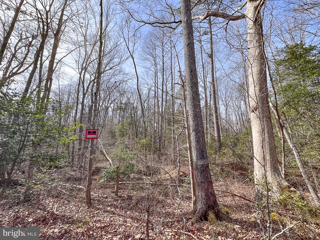 49.26 ACRES JERICHO RD, RUTHER GLEN, Virginia 22546, ,Land,For Sale,49.26 ACRES JERICHO RD,VACV2009540 MLS # VACV2009540