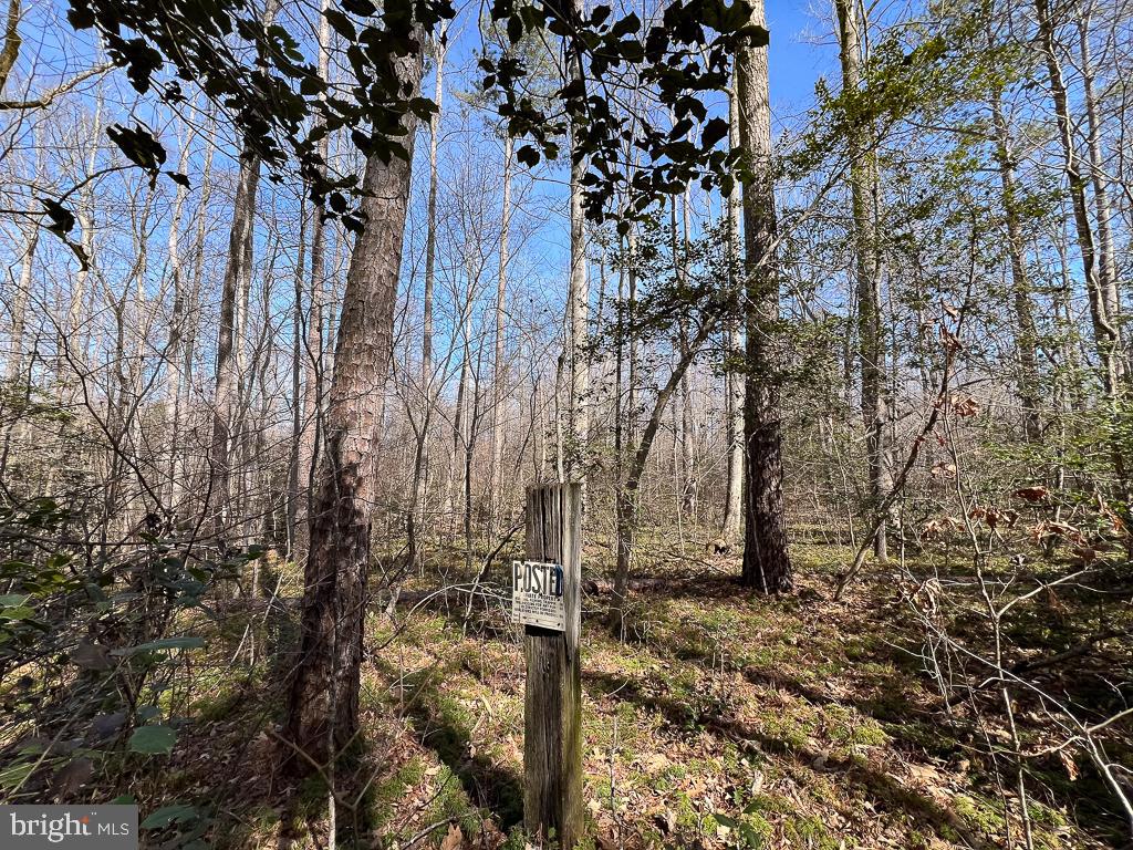 49.26 ACRES JERICHO RD, RUTHER GLEN, Virginia 22546, ,Land,For Sale,49.26 ACRES JERICHO RD,VACV2009540 MLS # VACV2009540