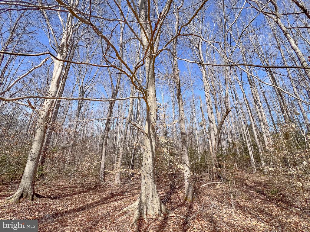 49.26 ACRES JERICHO RD, RUTHER GLEN, Virginia 22546, ,Land,For Sale,49.26 ACRES JERICHO RD,VACV2009540 MLS # VACV2009540