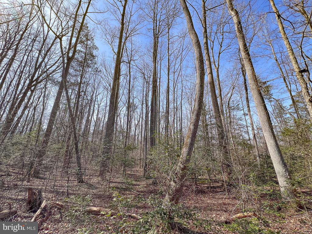 49.26 ACRES JERICHO RD, RUTHER GLEN, Virginia 22546, ,Land,For Sale,49.26 ACRES JERICHO RD,VACV2009540 MLS # VACV2009540