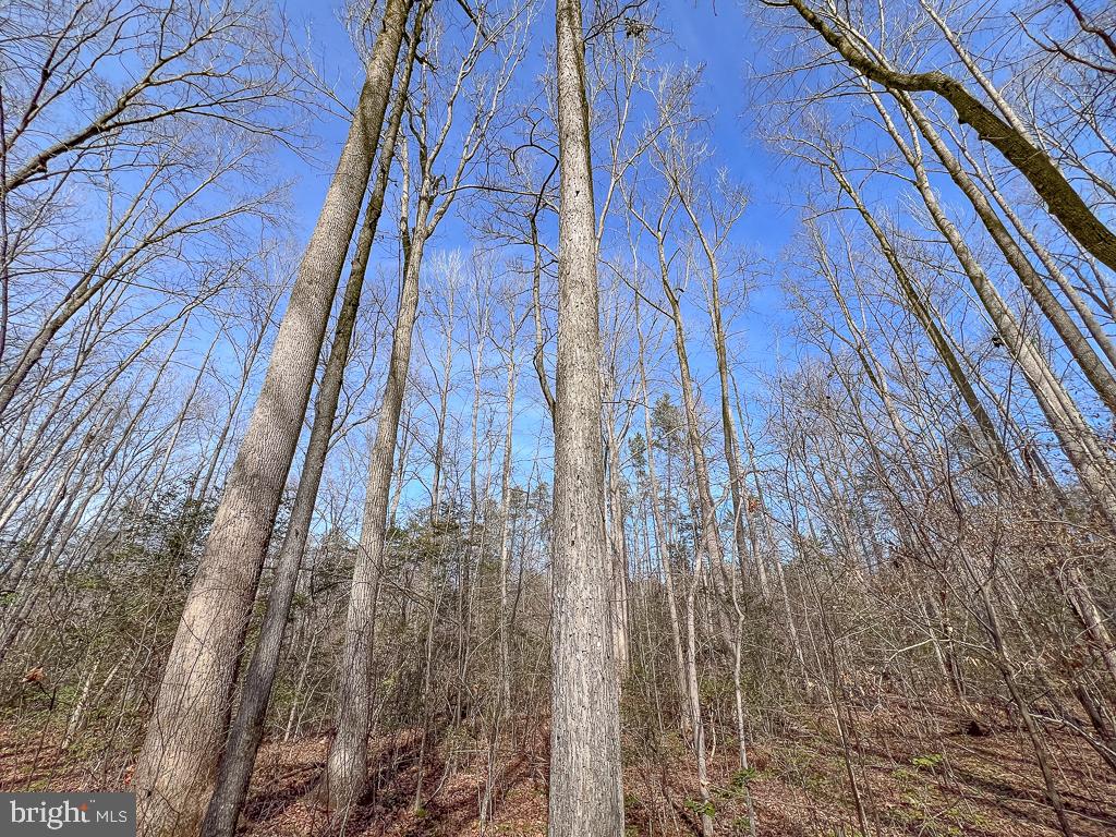 49.26 ACRES JERICHO RD, RUTHER GLEN, Virginia 22546, ,Land,For Sale,49.26 ACRES JERICHO RD,VACV2009540 MLS # VACV2009540