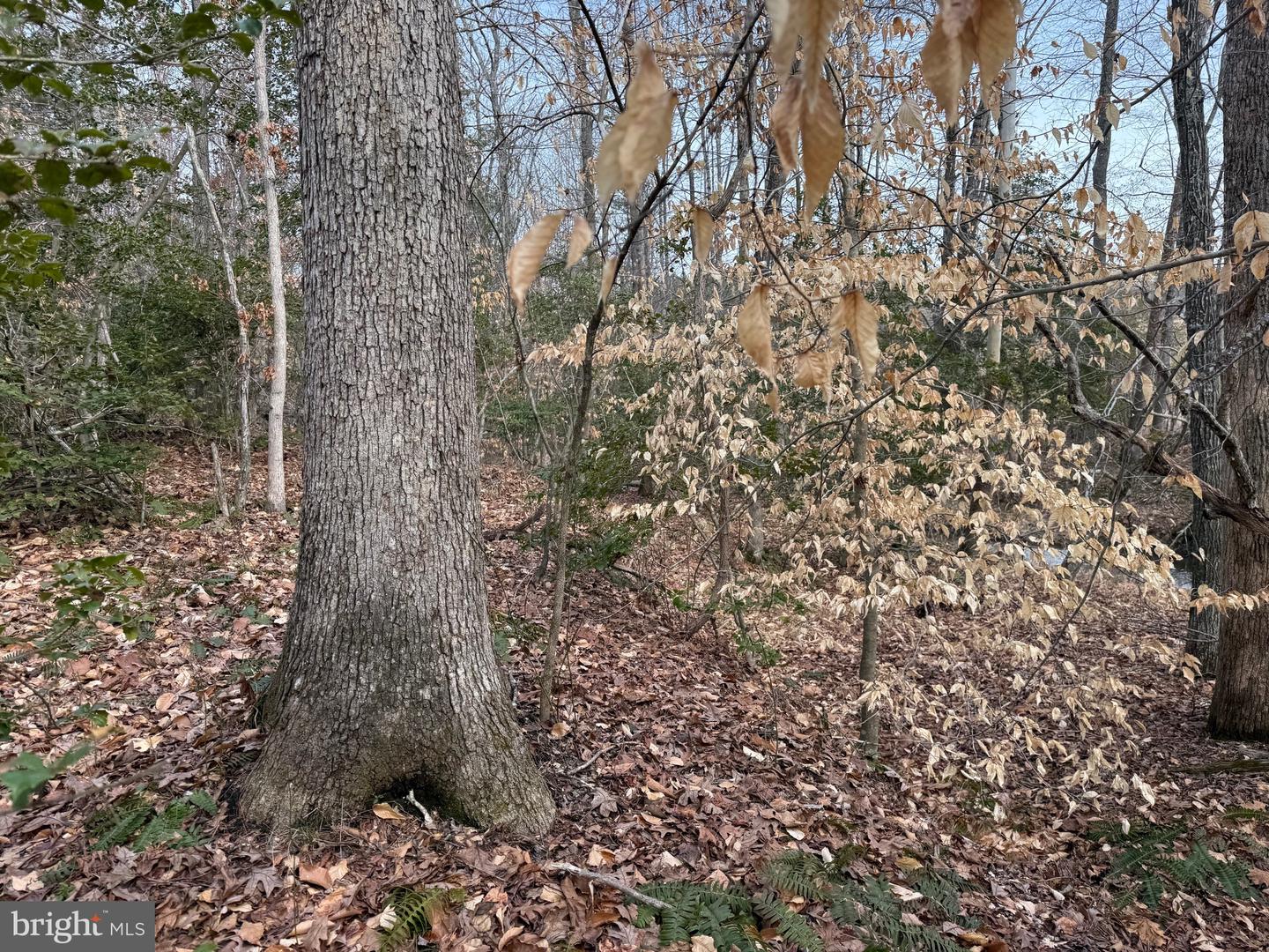 1 COMMUNITY HOUSE RD, KENTS STORE, Virginia 23084, ,Land,For Sale,1 COMMUNITY HOUSE RD,VAFN2000626 MLS # VAFN2000626