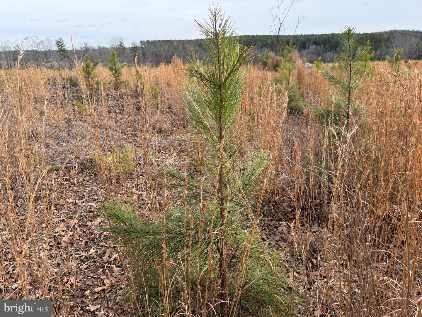 1 COMMUNITY HOUSE RD, KENTS STORE, Virginia 23084, ,Land,For Sale,1 COMMUNITY HOUSE RD,VAFN2000626 MLS # VAFN2000626