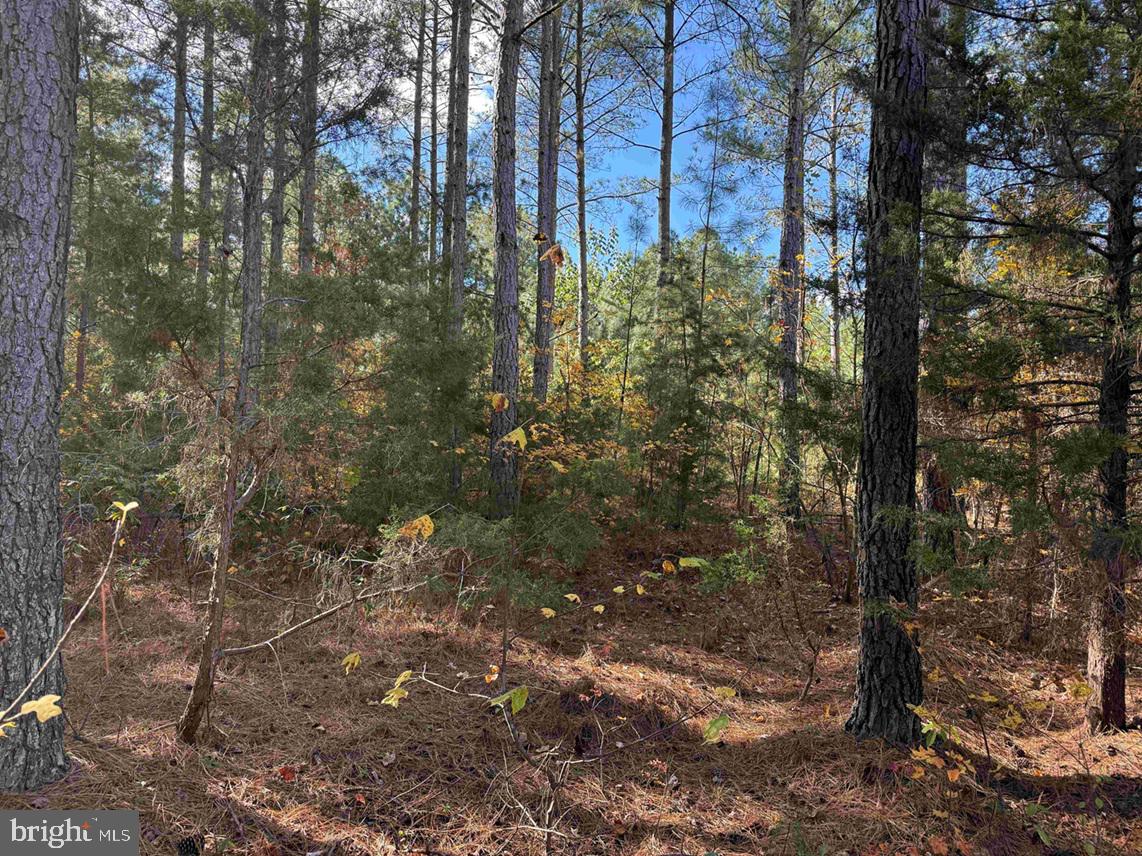 OFF OF SHORES ROAD (TRACT: TANAGER ET2 2020), SCOTTSVILLE, Virginia 24590, ,Farm,For Sale,OFF OF SHORES ROAD (TRACT: TANAGER ET2 2020),VAFN2000630 MLS # VAFN2000630