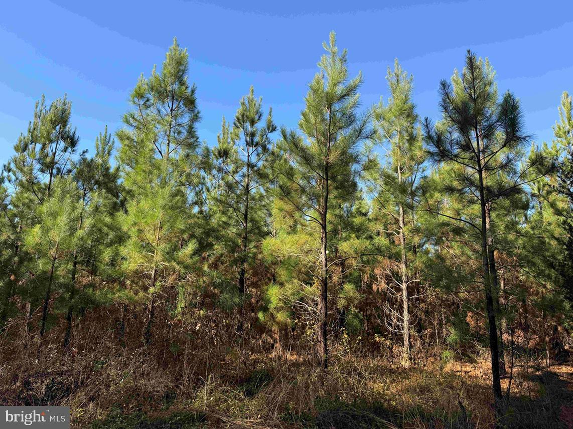 OFF OF DIANA MILL ROAD (TRACT: TANAGER ET2 2023, ARVONIA, Virginia 23004, ,Farm,For Sale,OFF OF DIANA MILL ROAD (TRACT: TANAGER ET2 2023,VABH2000276 MLS # VABH2000276