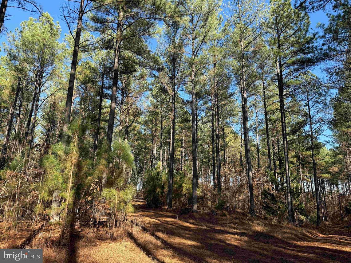 OFF OF DIANA MILL ROAD (TRACT: TANAGER ET2 2023, ARVONIA, Virginia 23004, ,Farm,For Sale,OFF OF DIANA MILL ROAD (TRACT: TANAGER ET2 2023,VABH2000276 MLS # VABH2000276