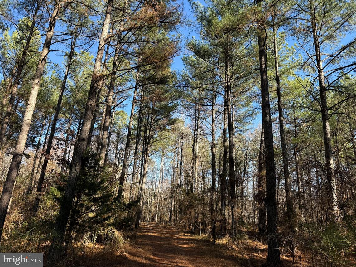 OFF OF DIANA MILL ROAD (TRACT: TANAGER ET2 2023, ARVONIA, Virginia 23004, ,Farm,For Sale,OFF OF DIANA MILL ROAD (TRACT: TANAGER ET2 2023,VABH2000276 MLS # VABH2000276