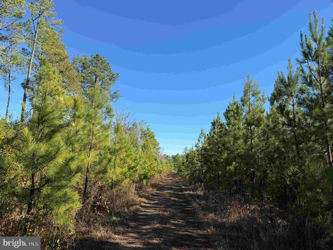 OFF OF DIANA MILL ROAD (TRACT: TANAGER ET2 2023, ARVONIA, Virginia 23004, ,Farm,For Sale,OFF OF DIANA MILL ROAD (TRACT: TANAGER ET2 2023,VABH2000276 MLS # VABH2000276