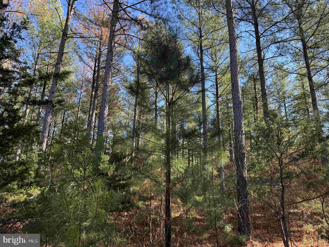 OFF OF DIANA MILL ROAD (TRACT: TANAGER ET2 2023, ARVONIA, Virginia 23004, ,Farm,For Sale,OFF OF DIANA MILL ROAD (TRACT: TANAGER ET2 2023,VABH2000276 MLS # VABH2000276