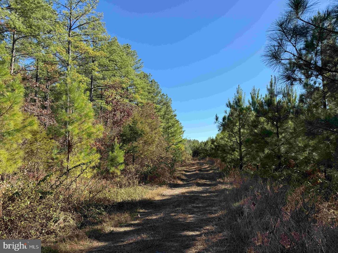 OFF OF DIANA MILL ROAD (TRACT: TANAGER ET2 2023, ARVONIA, Virginia 23004, ,Farm,For Sale,OFF OF DIANA MILL ROAD (TRACT: TANAGER ET2 2023,VABH2000276 MLS # VABH2000276