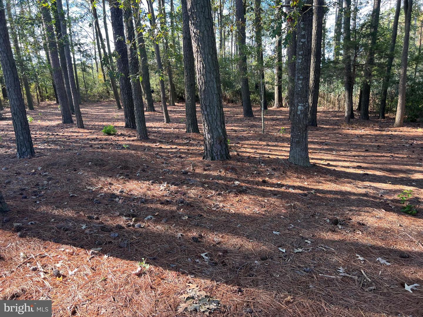 26297 PITTS CREEK RD, NEW CHURCH, Virginia 23415, ,Farm,For Sale,26297 PITTS CREEK RD,VAAC2002656 MLS # VAAC2002656