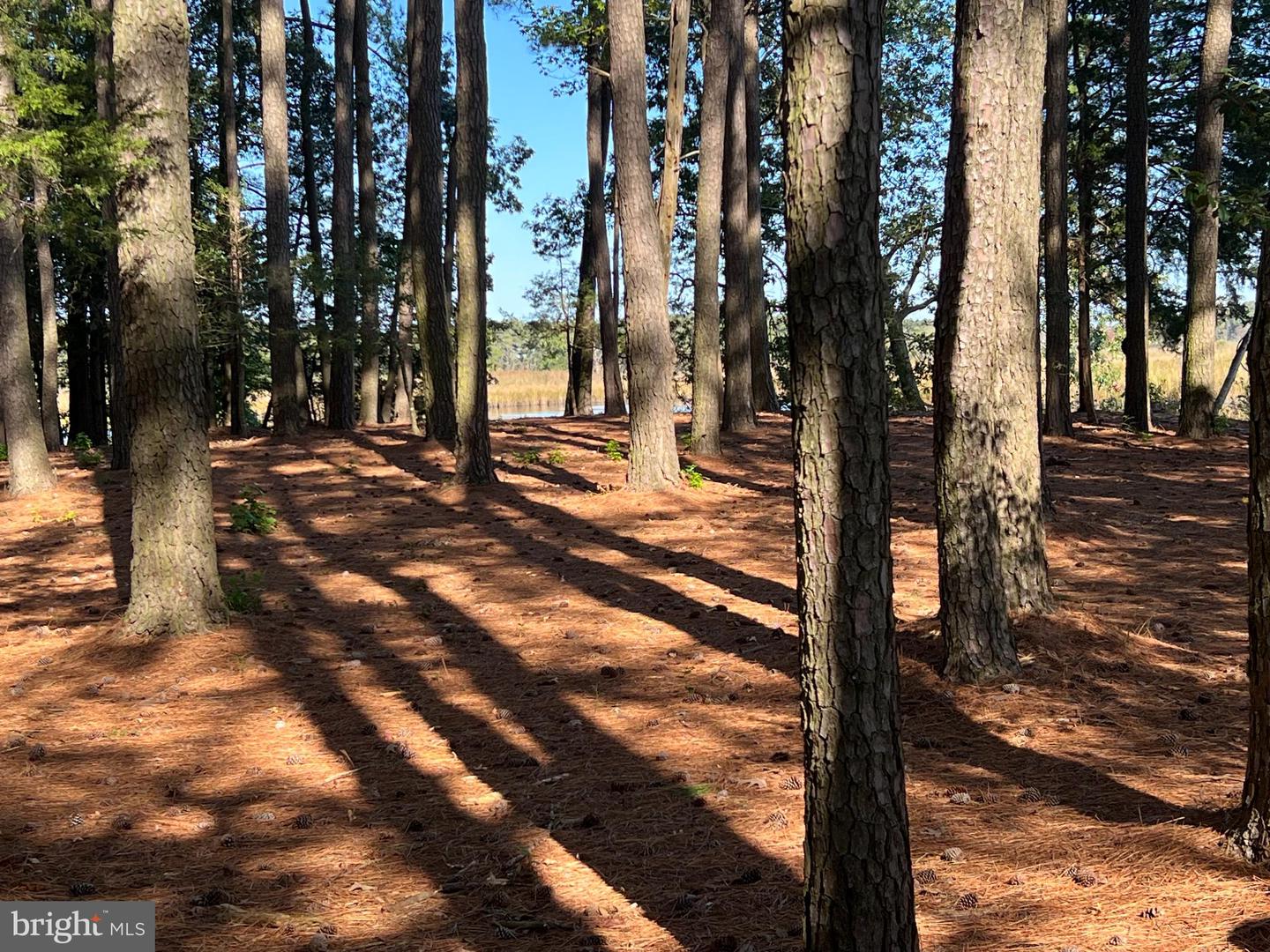 26297 PITTS CREEK RD, NEW CHURCH, Virginia 23415, ,Farm,For Sale,26297 PITTS CREEK RD,VAAC2002656 MLS # VAAC2002656