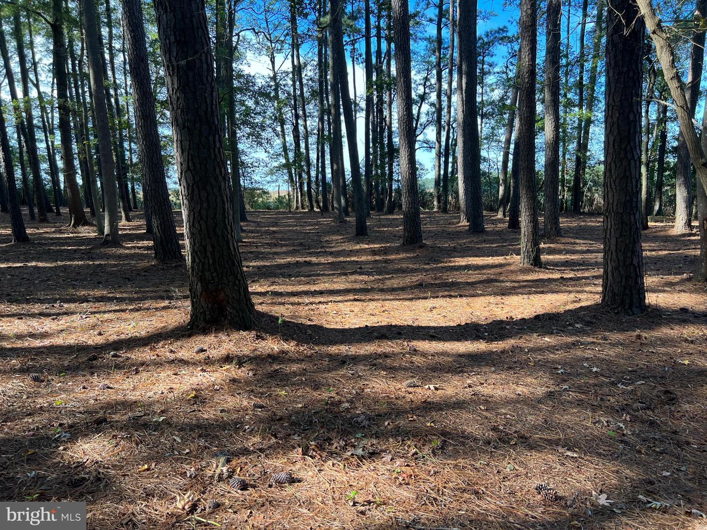 26297 PITTS CREEK RD, NEW CHURCH, Virginia 23415, ,Farm,For Sale,26297 PITTS CREEK RD,VAAC2002656 MLS # VAAC2002656