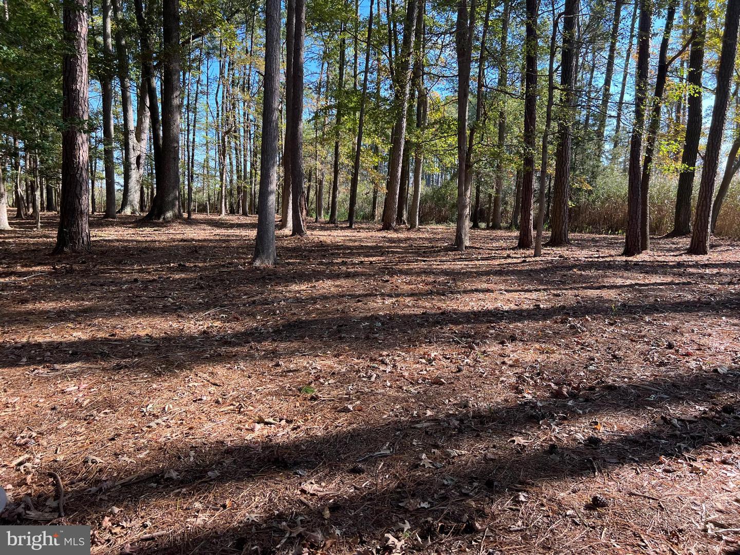 26297 PITTS CREEK RD, NEW CHURCH, Virginia 23415, ,Farm,For Sale,26297 PITTS CREEK RD,VAAC2002656 MLS # VAAC2002656