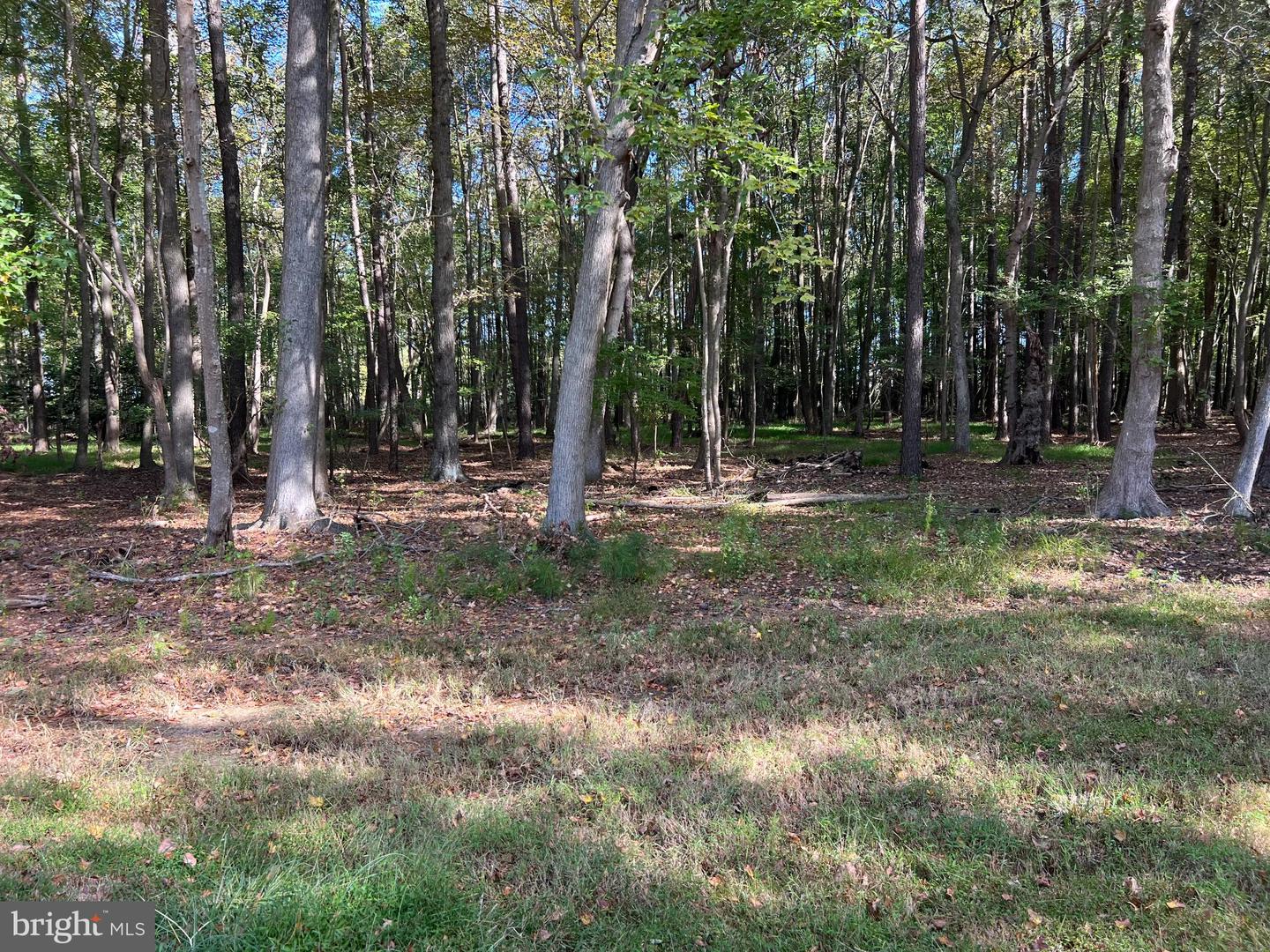 26297 PITTS CREEK RD, NEW CHURCH, Virginia 23415, ,Farm,For Sale,26297 PITTS CREEK RD,VAAC2002656 MLS # VAAC2002656