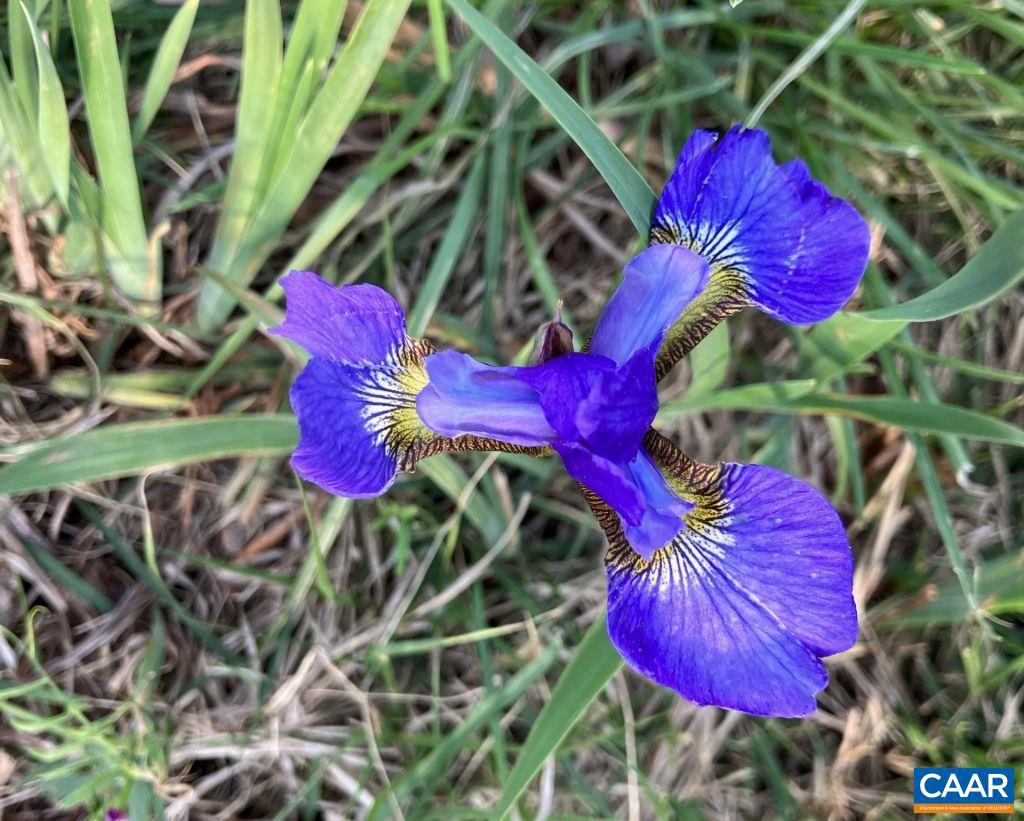 877 HOLLAND CREEK RD, LOUISA, Virginia 23093, 3 Bedrooms Bedrooms, ,3 BathroomsBathrooms,Residential,For Sale,877 HOLLAND CREEK RD,674091 MLS # 674091