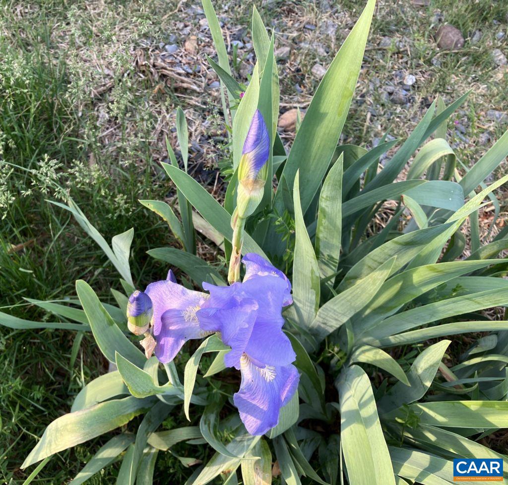 877 HOLLAND CREEK RD, LOUISA, Virginia 23093, 3 Bedrooms Bedrooms, ,3 BathroomsBathrooms,Residential,For Sale,877 HOLLAND CREEK RD,674091 MLS # 674091