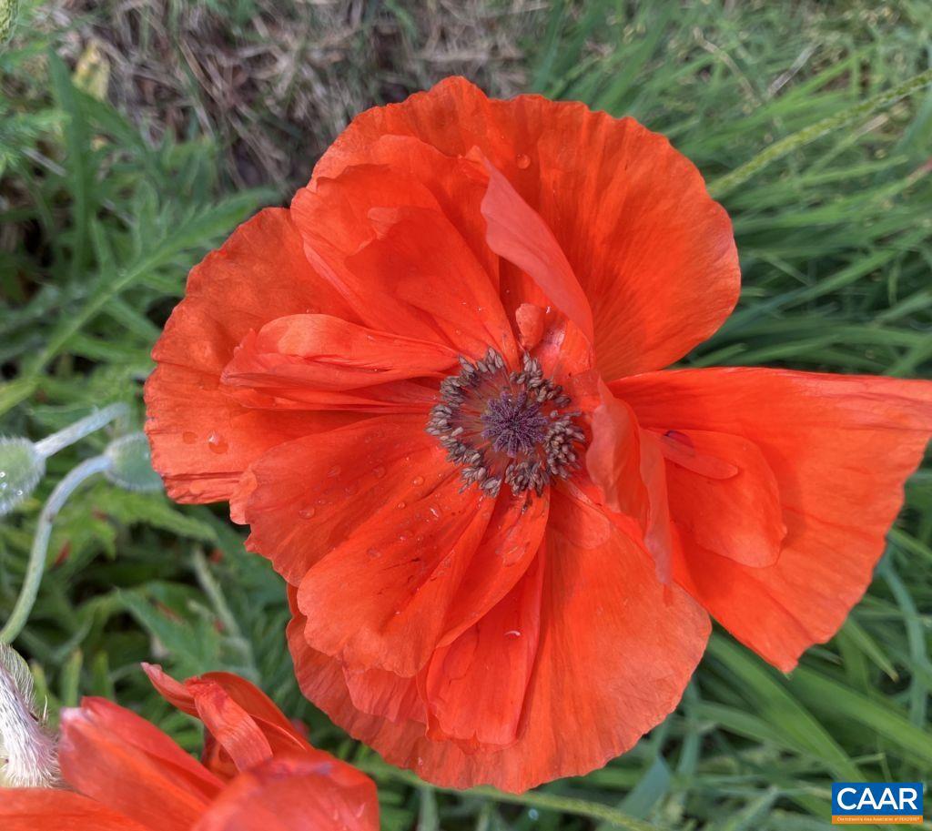 877 HOLLAND CREEK RD, LOUISA, Virginia 23093, 3 Bedrooms Bedrooms, ,3 BathroomsBathrooms,Residential,For Sale,877 HOLLAND CREEK RD,674091 MLS # 674091