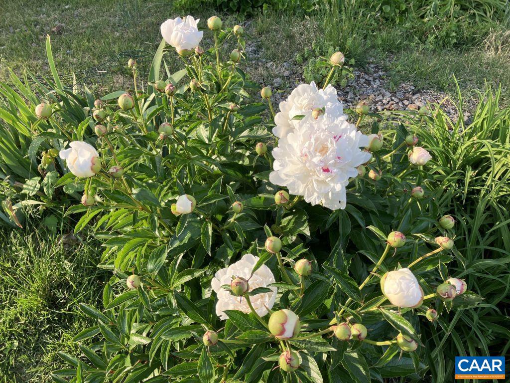 877 HOLLAND CREEK RD, LOUISA, Virginia 23093, 3 Bedrooms Bedrooms, ,3 BathroomsBathrooms,Residential,For Sale,877 HOLLAND CREEK RD,674091 MLS # 674091