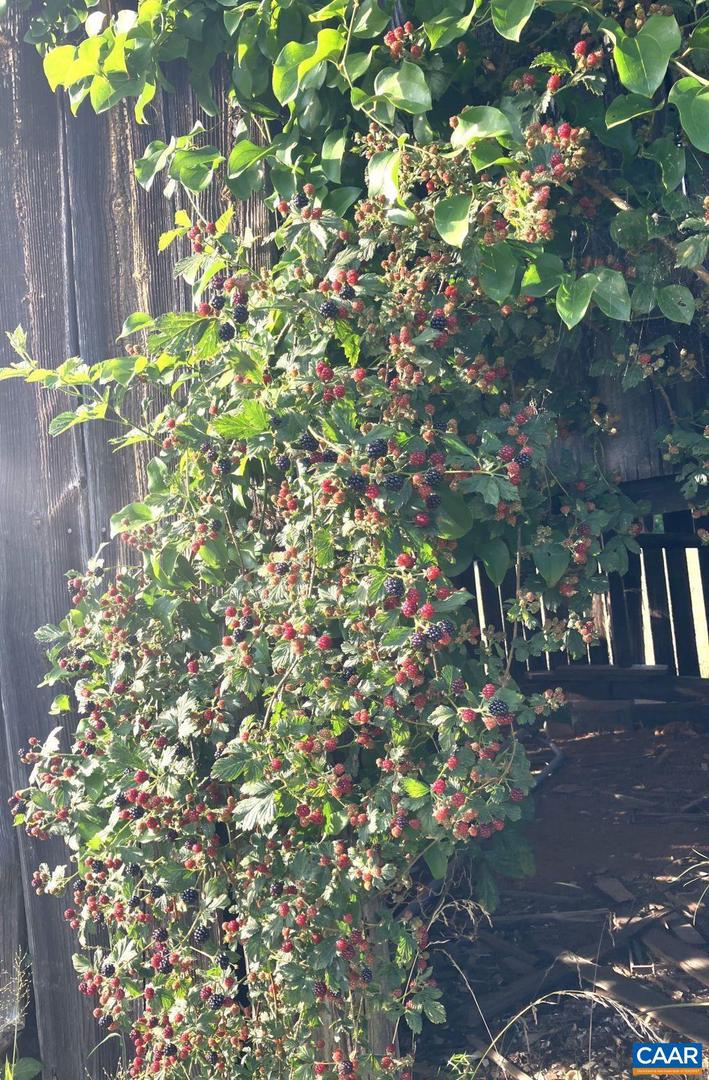 877 HOLLAND CREEK RD, LOUISA, Virginia 23093, 3 Bedrooms Bedrooms, ,3 BathroomsBathrooms,Residential,For Sale,877 HOLLAND CREEK RD,674091 MLS # 674091