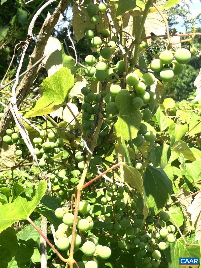 877 HOLLAND CREEK RD, LOUISA, Virginia 23093, 3 Bedrooms Bedrooms, ,3 BathroomsBathrooms,Residential,For Sale,877 HOLLAND CREEK RD,674091 MLS # 674091