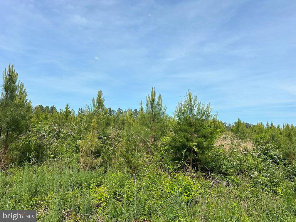 WEST RIVER ROAD (TRACT: JR C.B. MOON-2), SCOTTSVILLE, Virginia 24590, ,Farm,14,WEST RIVER ROAD (TRACT: JR C.B. MOON-2),VAFN2000638 MLS # VAFN2000638