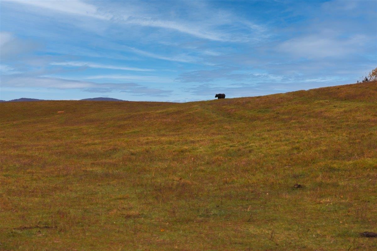 TBD OLD B AND O RD, RAPHINE, Virginia 24472, ,Farm,14,TBD OLD B AND O RD,674399 MLS # 674399 TBD OLD B AND O RD, RAPHINE, Virginia 24472, ,Farm,14,TBD OLD B AND O RD,674399 MLS # 674399