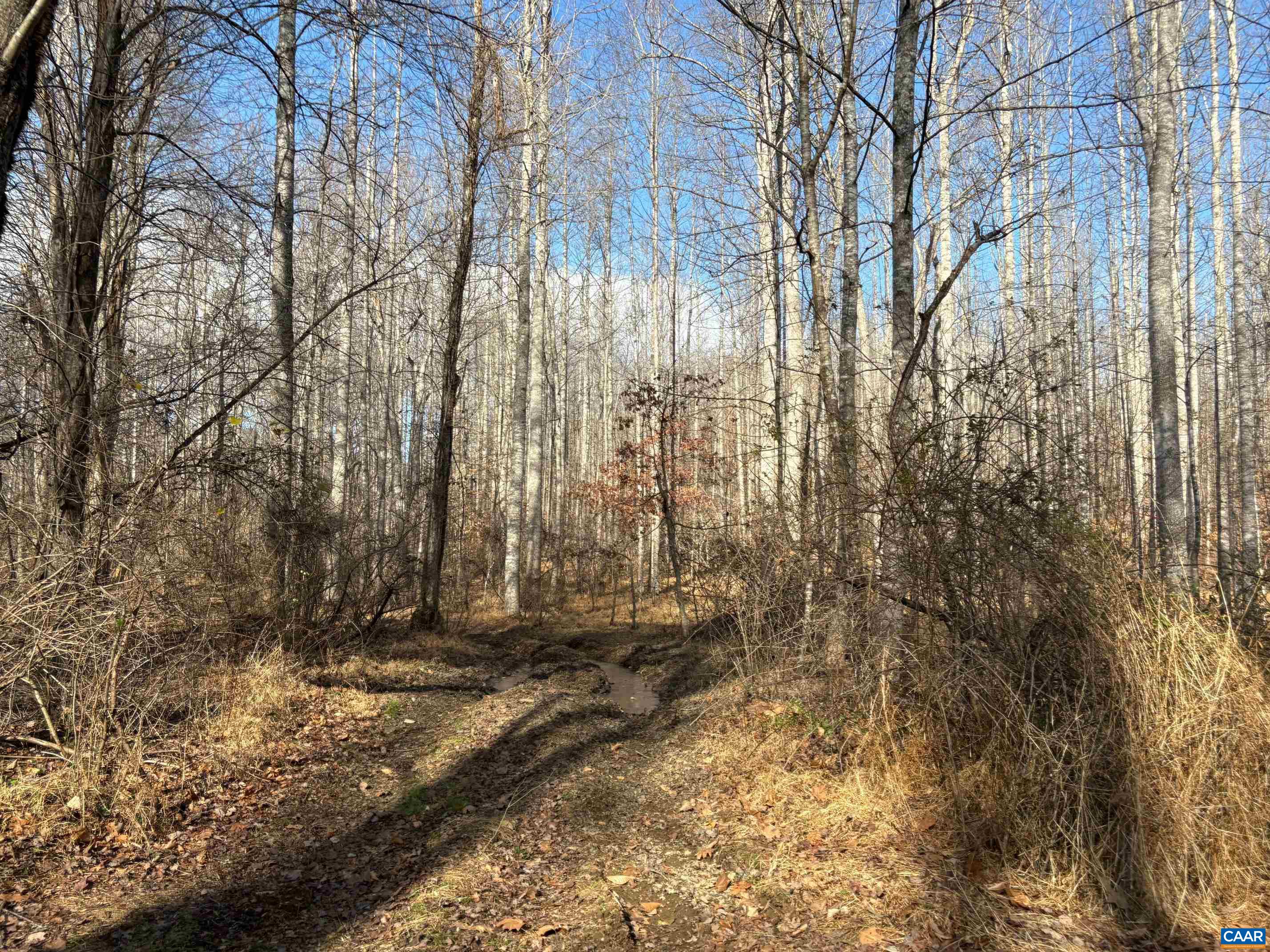 TM 23-5A MITCHELL MOUNTAIN RD, HAYWOOD, Virginia 22722, ,Land,14,TM 23-5A MITCHELL MOUNTAIN RD,669086 MLS # 669086