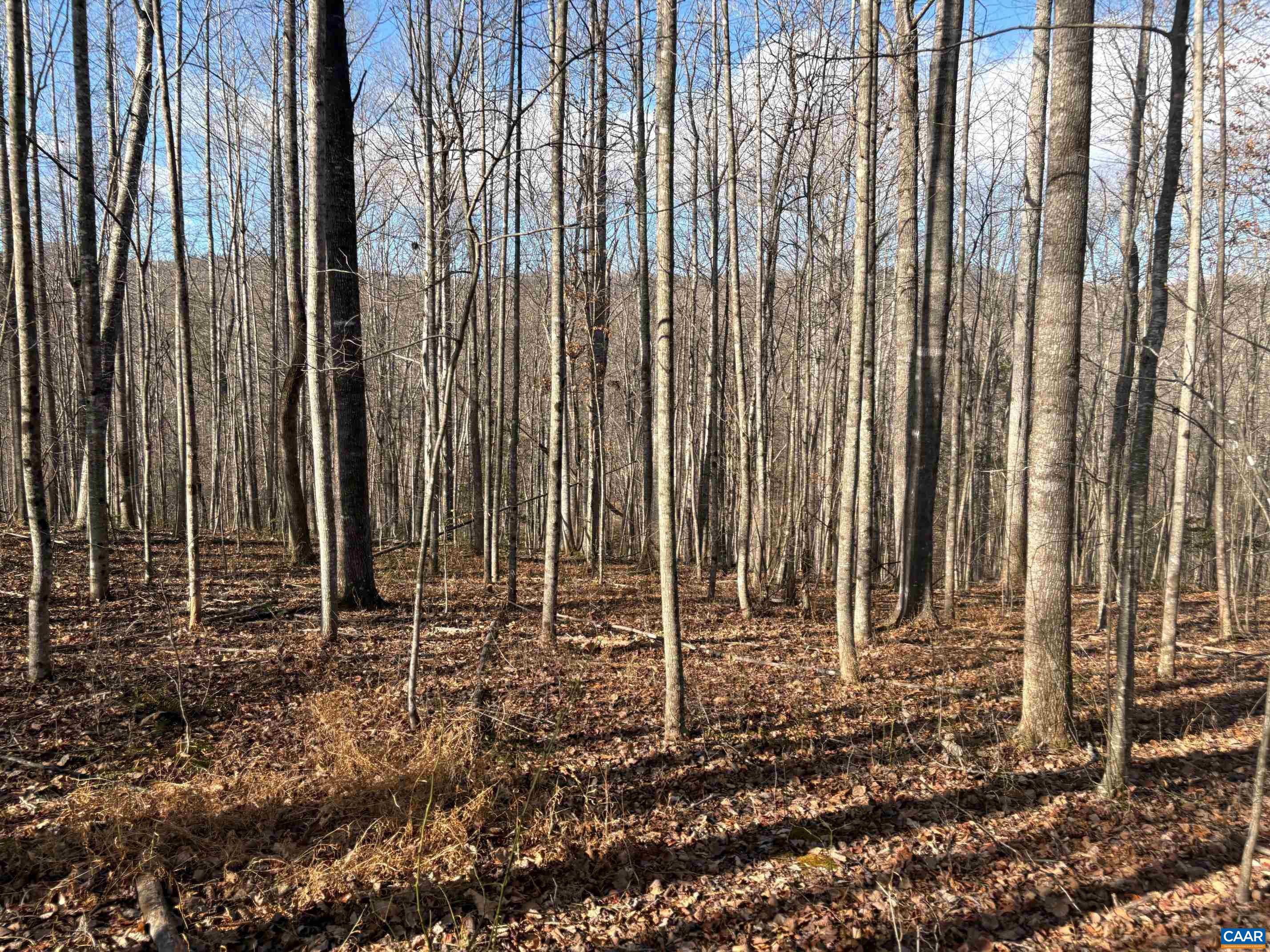 TM 23-5A MITCHELL MOUNTAIN RD, HAYWOOD, Virginia 22722, ,Land,14,TM 23-5A MITCHELL MOUNTAIN RD,669086 MLS # 669086