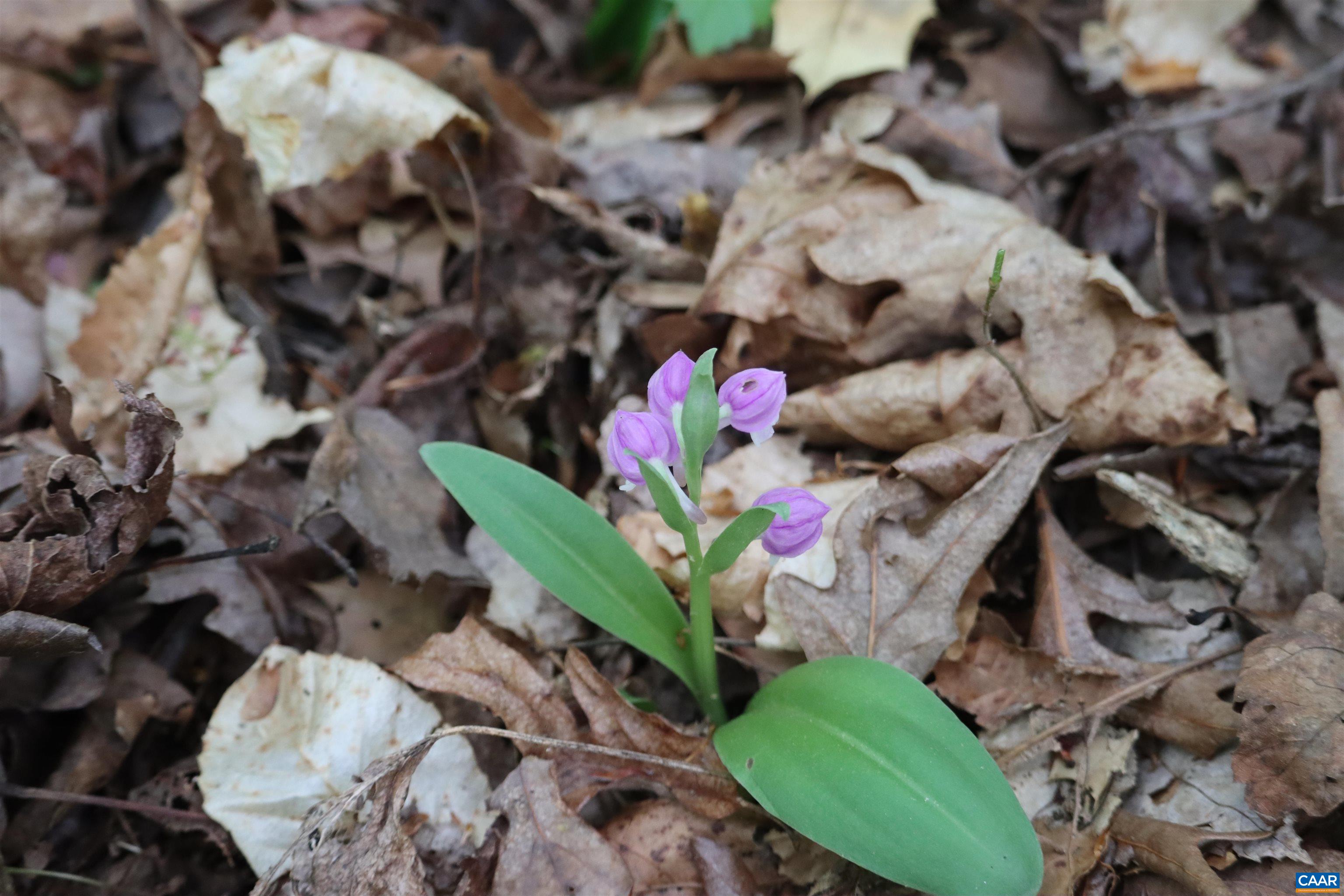 1185 BELLE MEADE RD, BUMPASS, Virginia 23024, 4 Bedrooms Bedrooms, ,3 BathroomsBathrooms,Residential,14,1185 BELLE MEADE RD,674750 MLS # 674750 1185 BELLE MEADE RD, BUMPASS, Virginia 23024, 4 Bedrooms Bedrooms, ,3 BathroomsBathrooms,Residential,14,1185 BELLE MEADE RD,674750 MLS # 674750