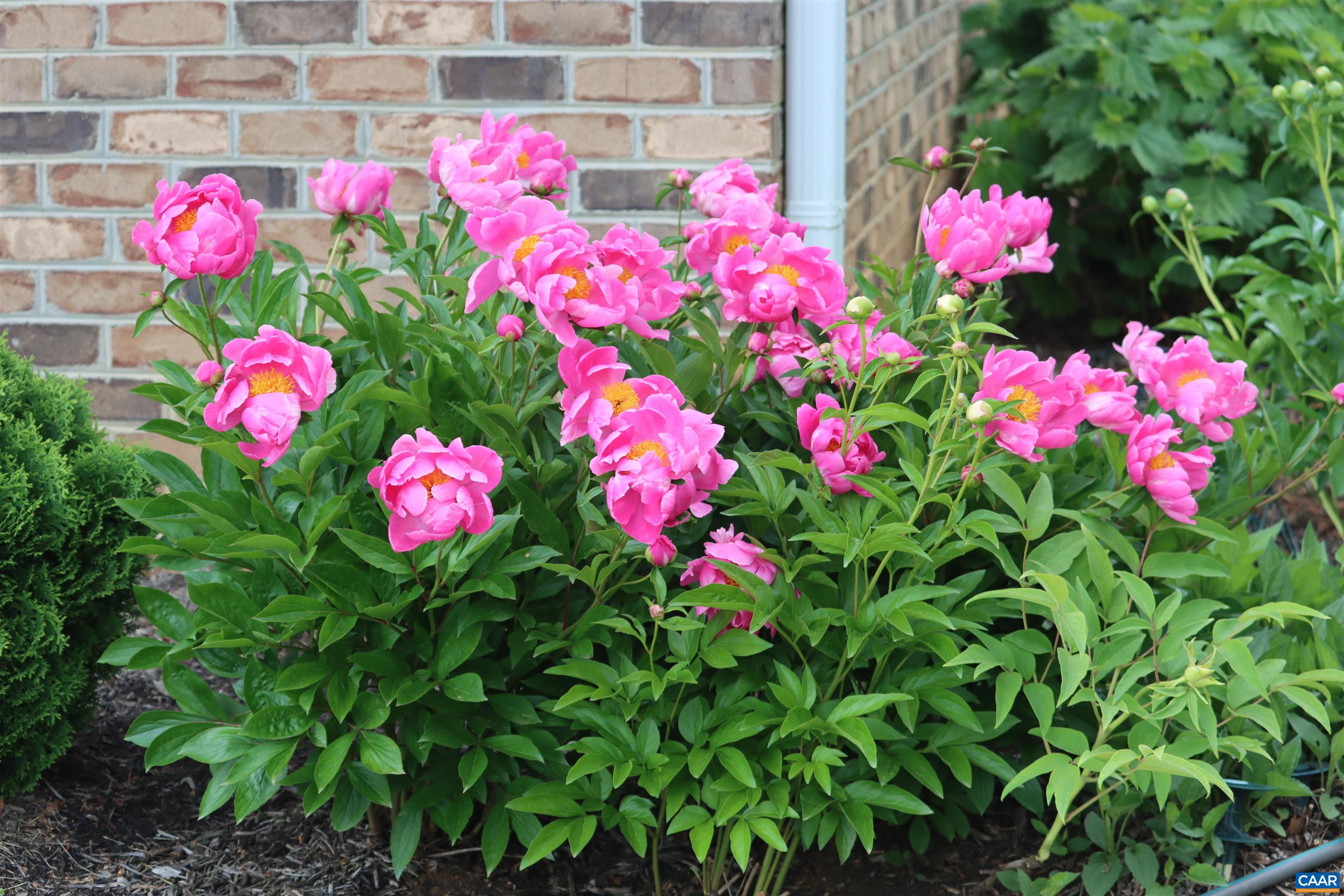 1185 BELLE MEADE RD, BUMPASS, Virginia 23024, 4 Bedrooms Bedrooms, ,3 BathroomsBathrooms,Residential,14,1185 BELLE MEADE RD,674750 MLS # 674750 1185 BELLE MEADE RD, BUMPASS, Virginia 23024, 4 Bedrooms Bedrooms, ,3 BathroomsBathrooms,Residential,14,1185 BELLE MEADE RD,674750 MLS # 674750