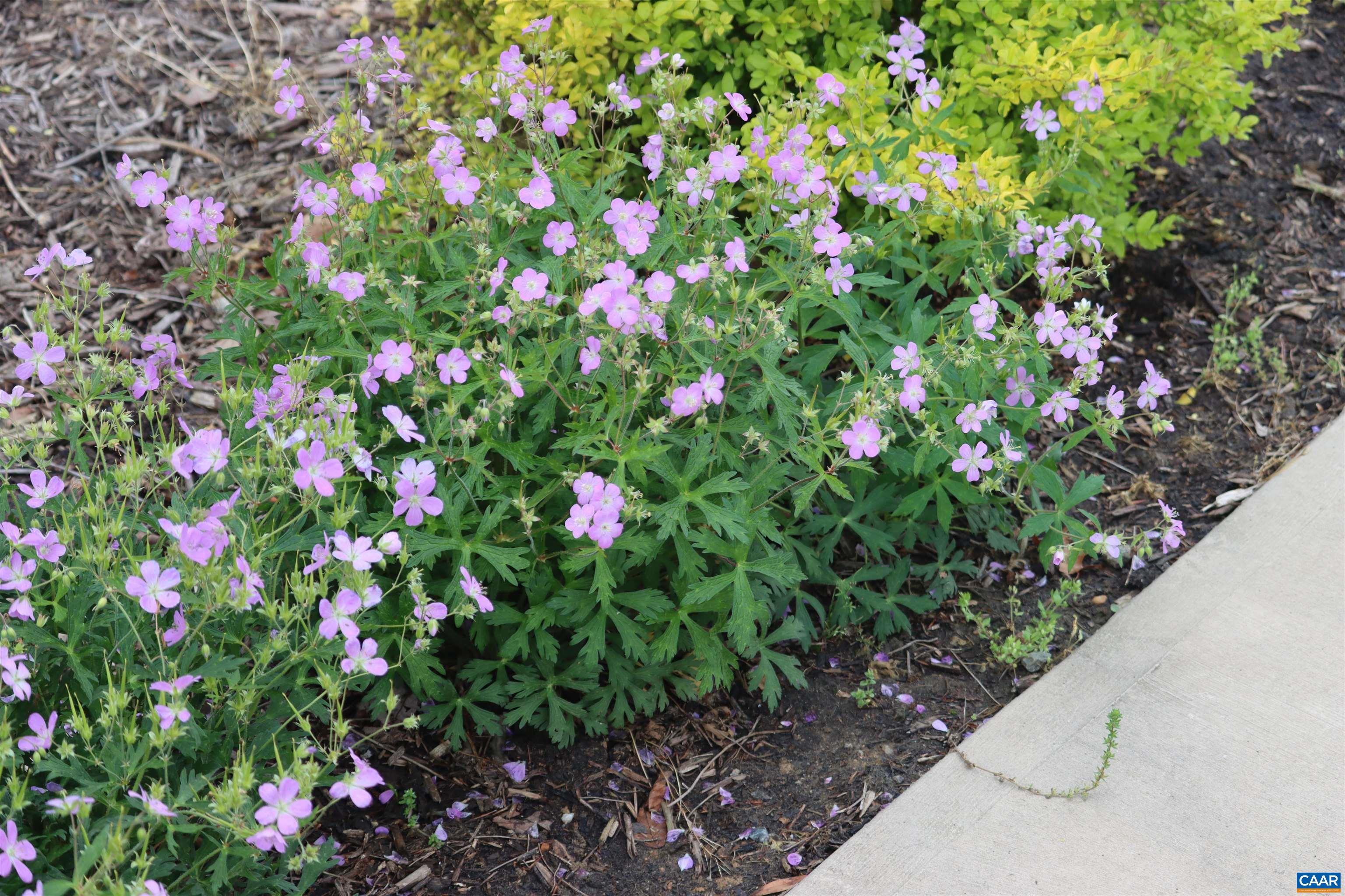 1185 BELLE MEADE RD, BUMPASS, Virginia 23024, 4 Bedrooms Bedrooms, ,3 BathroomsBathrooms,Residential,14,1185 BELLE MEADE RD,674750 MLS # 674750 1185 BELLE MEADE RD, BUMPASS, Virginia 23024, 4 Bedrooms Bedrooms, ,3 BathroomsBathrooms,Residential,14,1185 BELLE MEADE RD,674750 MLS # 674750