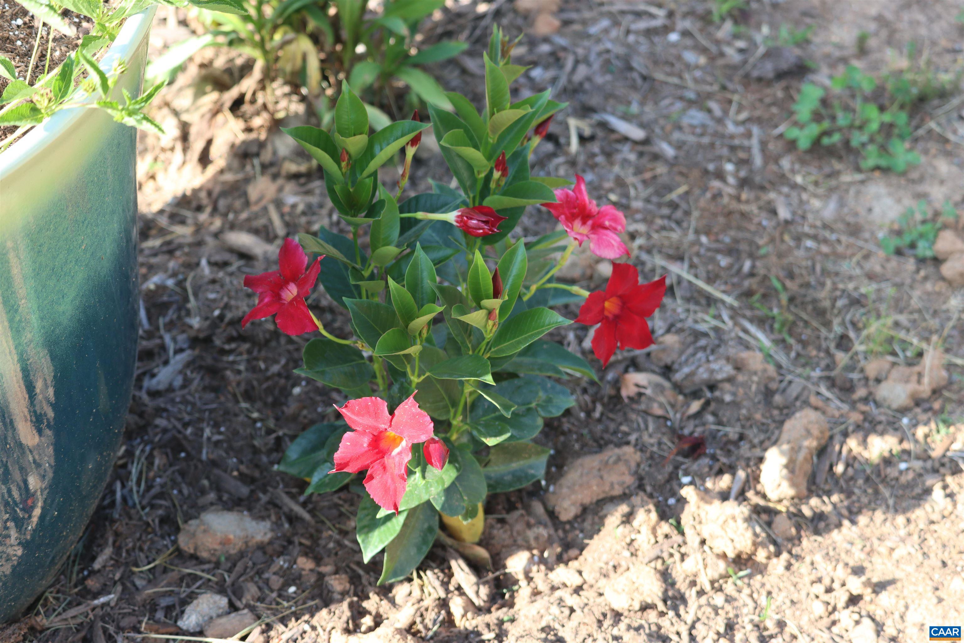 1185 BELLE MEADE RD, BUMPASS, Virginia 23024, 4 Bedrooms Bedrooms, ,3 BathroomsBathrooms,Residential,14,1185 BELLE MEADE RD,674750 MLS # 674750 1185 BELLE MEADE RD, BUMPASS, Virginia 23024, 4 Bedrooms Bedrooms, ,3 BathroomsBathrooms,Residential,14,1185 BELLE MEADE RD,674750 MLS # 674750