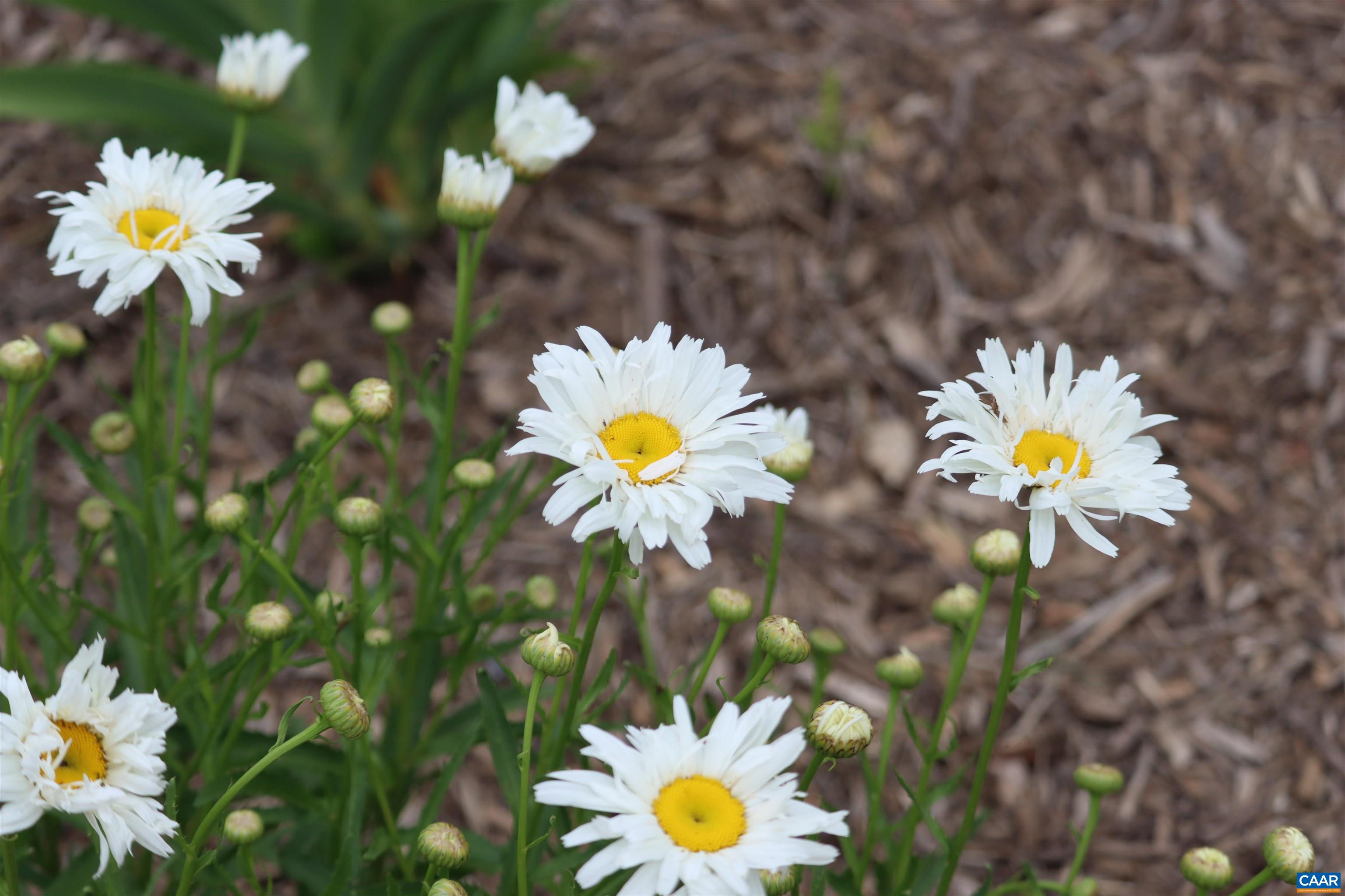 1185 BELLE MEADE RD, BUMPASS, Virginia 23024, 4 Bedrooms Bedrooms, ,3 BathroomsBathrooms,Residential,14,1185 BELLE MEADE RD,674750 MLS # 674750 1185 BELLE MEADE RD, BUMPASS, Virginia 23024, 4 Bedrooms Bedrooms, ,3 BathroomsBathrooms,Residential,14,1185 BELLE MEADE RD,674750 MLS # 674750