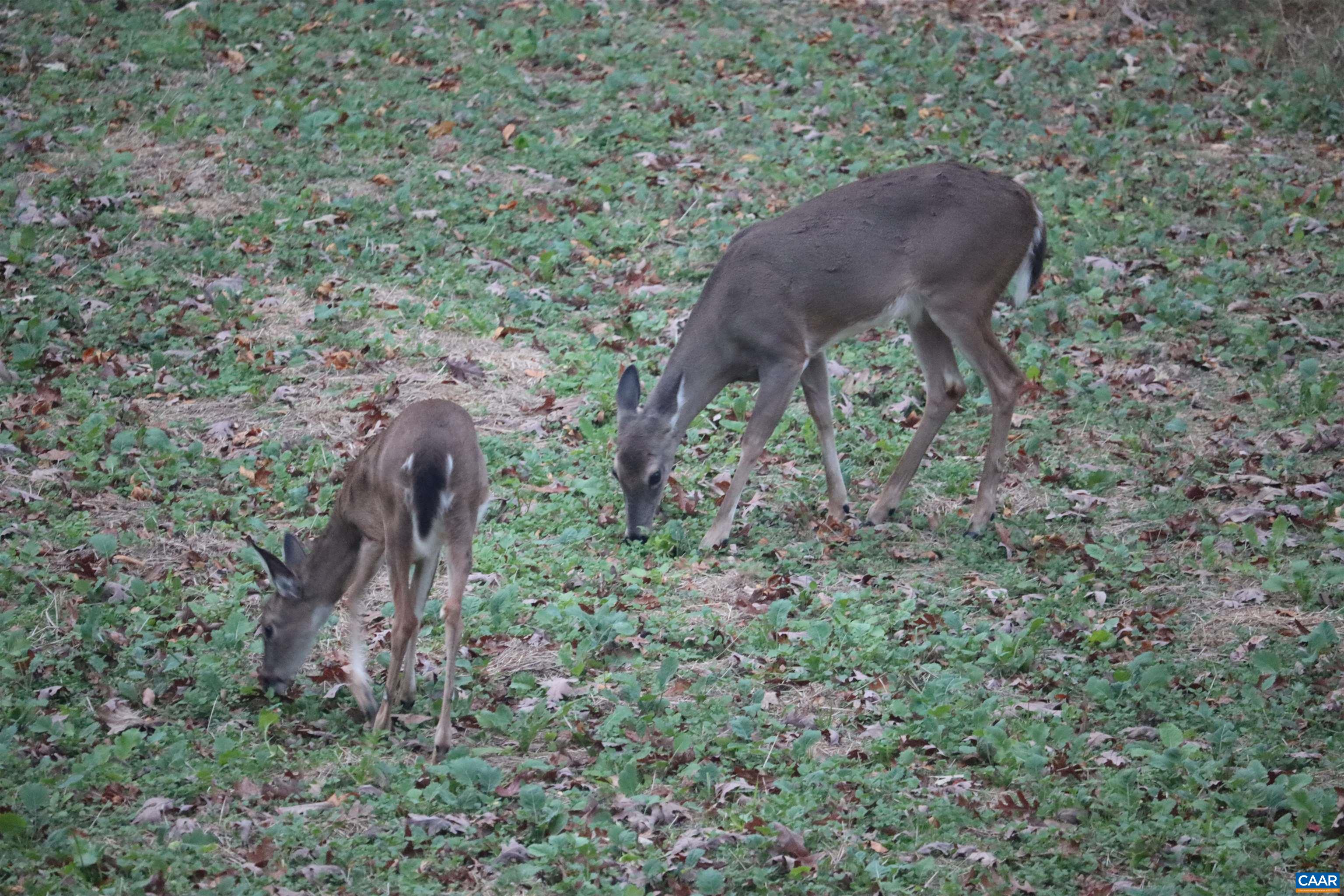 1185 BELLE MEADE RD, BUMPASS, Virginia 23024, 4 Bedrooms Bedrooms, ,3 BathroomsBathrooms,Residential,14,1185 BELLE MEADE RD,674750 MLS # 674750 1185 BELLE MEADE RD, BUMPASS, Virginia 23024, 4 Bedrooms Bedrooms, ,3 BathroomsBathrooms,Residential,14,1185 BELLE MEADE RD,674750 MLS # 674750