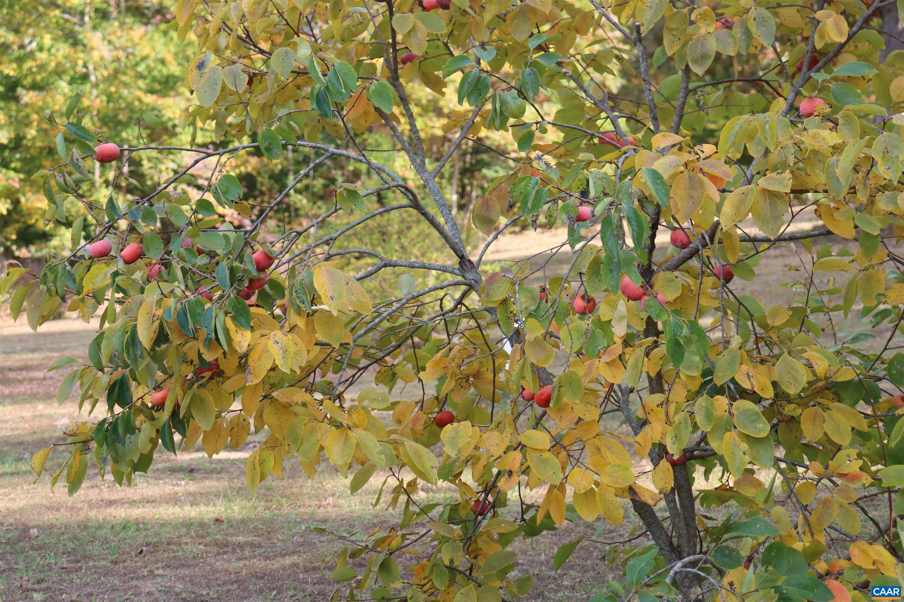 1185 BELLE MEADE RD, BUMPASS, Virginia 23024, 4 Bedrooms Bedrooms, ,3 BathroomsBathrooms,Residential,14,1185 BELLE MEADE RD,674750 MLS # 674750 1185 BELLE MEADE RD, BUMPASS, Virginia 23024, 4 Bedrooms Bedrooms, ,3 BathroomsBathrooms,Residential,14,1185 BELLE MEADE RD,674750 MLS # 674750