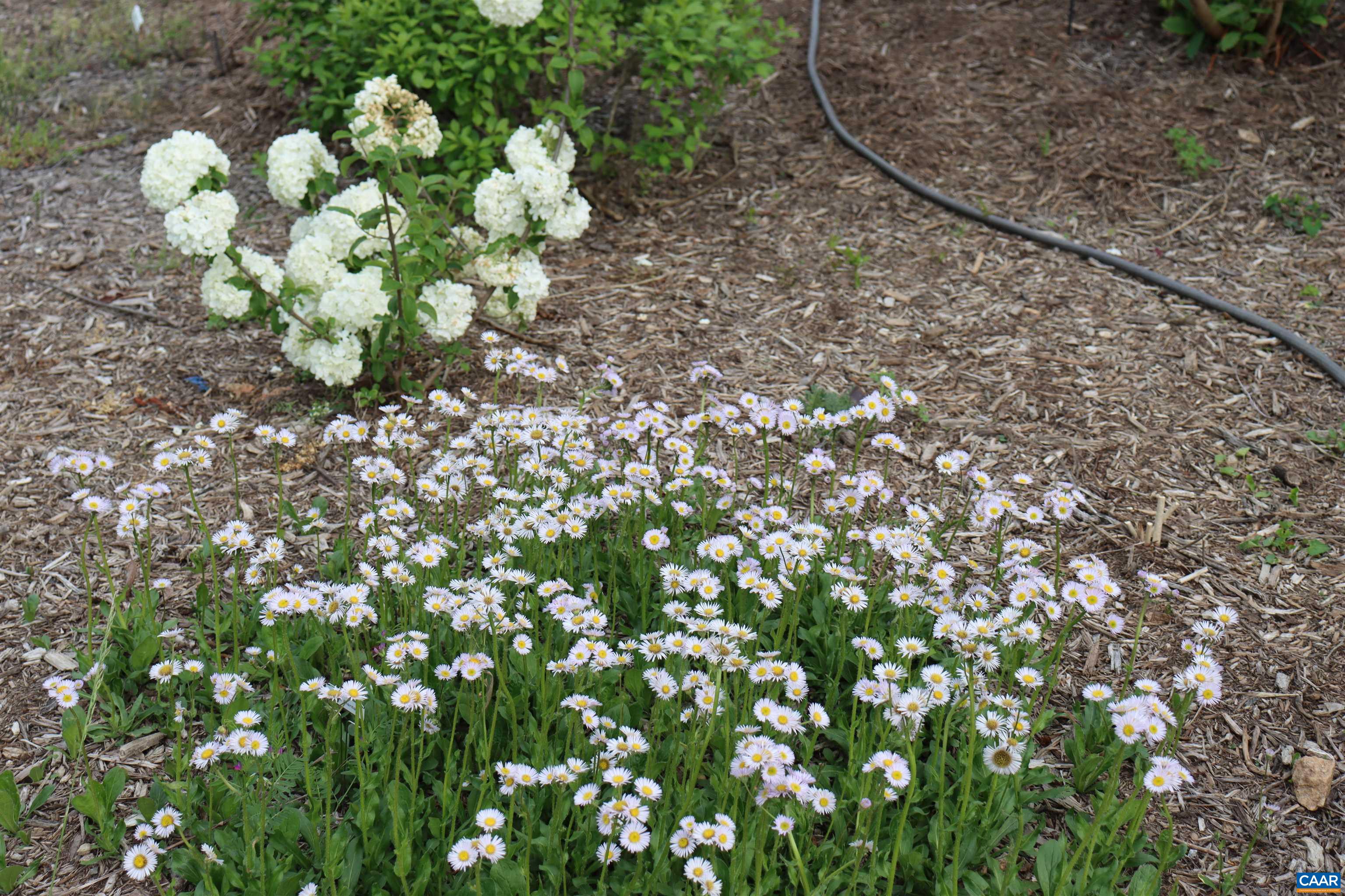 1185 BELLE MEADE RD, BUMPASS, Virginia 23024, 4 Bedrooms Bedrooms, ,3 BathroomsBathrooms,Residential,14,1185 BELLE MEADE RD,674750 MLS # 674750 1185 BELLE MEADE RD, BUMPASS, Virginia 23024, 4 Bedrooms Bedrooms, ,3 BathroomsBathrooms,Residential,14,1185 BELLE MEADE RD,674750 MLS # 674750