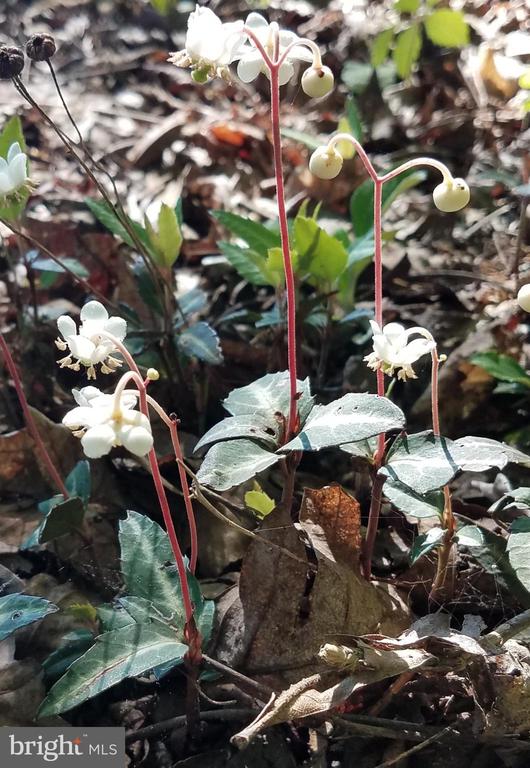 1185 BELLE MEADE RD, BUMPASS, Virginia 23024, 4 Bedrooms Bedrooms, ,3 BathroomsBathrooms,Residential,14,1185 BELLE MEADE RD,VALA2009498 MLS # VALA2009498 1185 BELLE MEADE RD, BUMPASS, Virginia 23024, 4 Bedrooms Bedrooms, ,3 BathroomsBathrooms,Residential,14,1185 BELLE MEADE RD,VALA2009498 MLS # VALA2009498