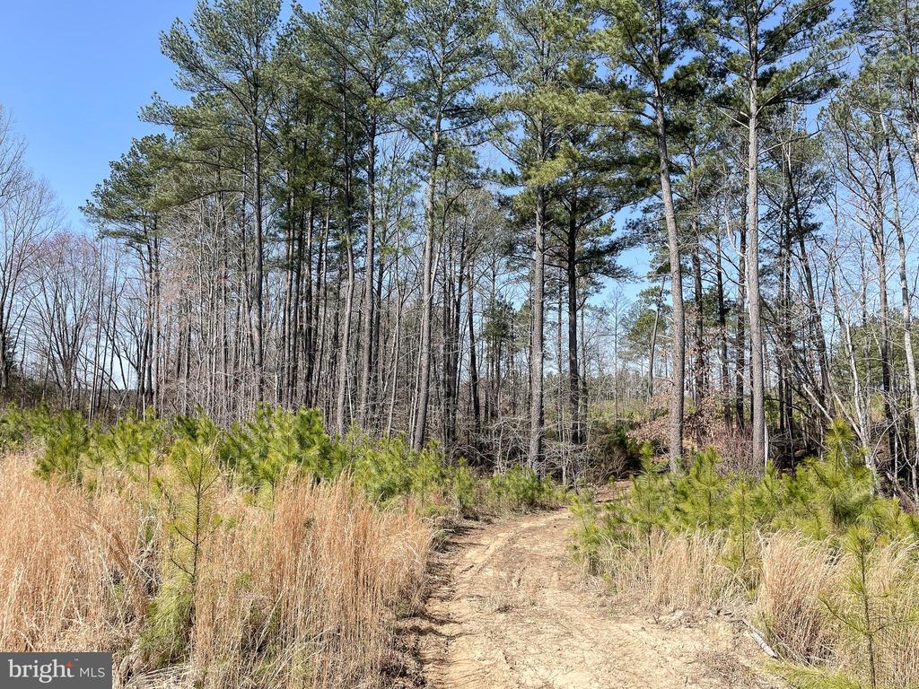 YELLOWBOTTOM RD, LIGNUM, Virginia 22726, ,Farm,14,YELLOWBOTTOM RD,VACU2010188 MLS # VACU2010188