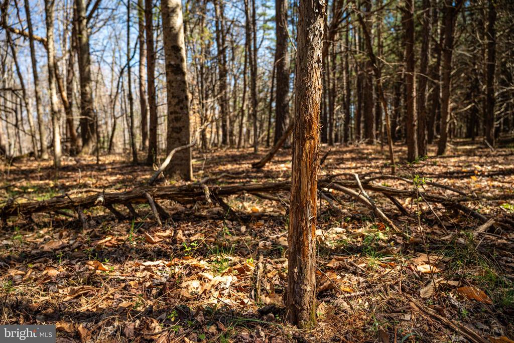 0 COX MILL RD, GORDONSVILLE, Virginia 22942, ,Farm,14,0 COX MILL RD,VAOR2013724 MLS # VAOR2013724