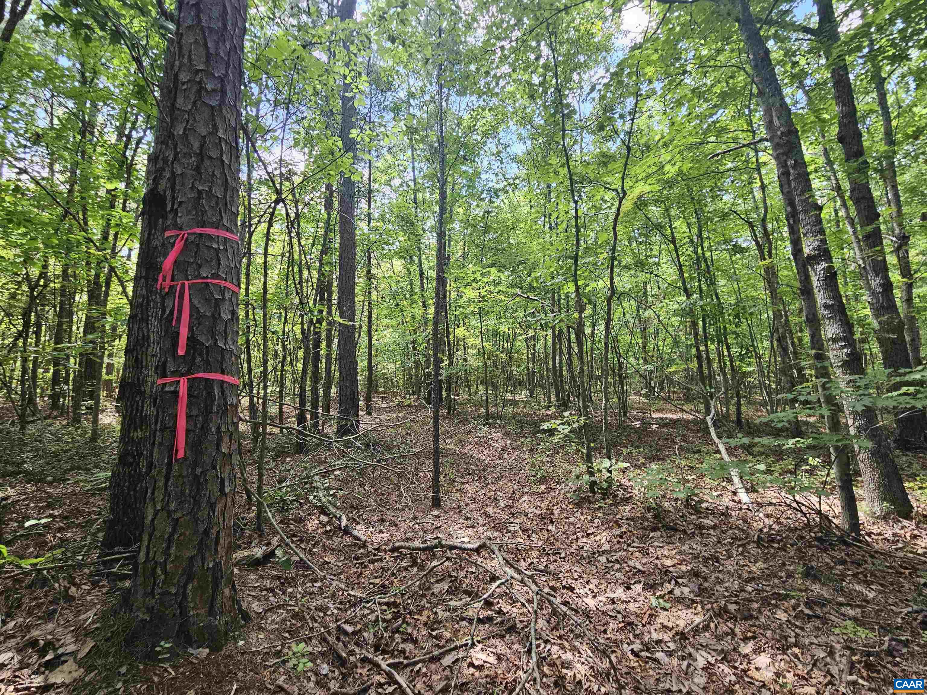 100 Ac W JAMES ANDERSON HWY, GLADSTONE, Virginia 24553, ,Farm,14,100 Ac W JAMES ANDERSON HWY,675255 MLS # 675255 100 Ac W JAMES ANDERSON HWY, GLADSTONE, Virginia 24553, ,Farm,14,100 Ac W JAMES ANDERSON HWY,675255 MLS # 675255