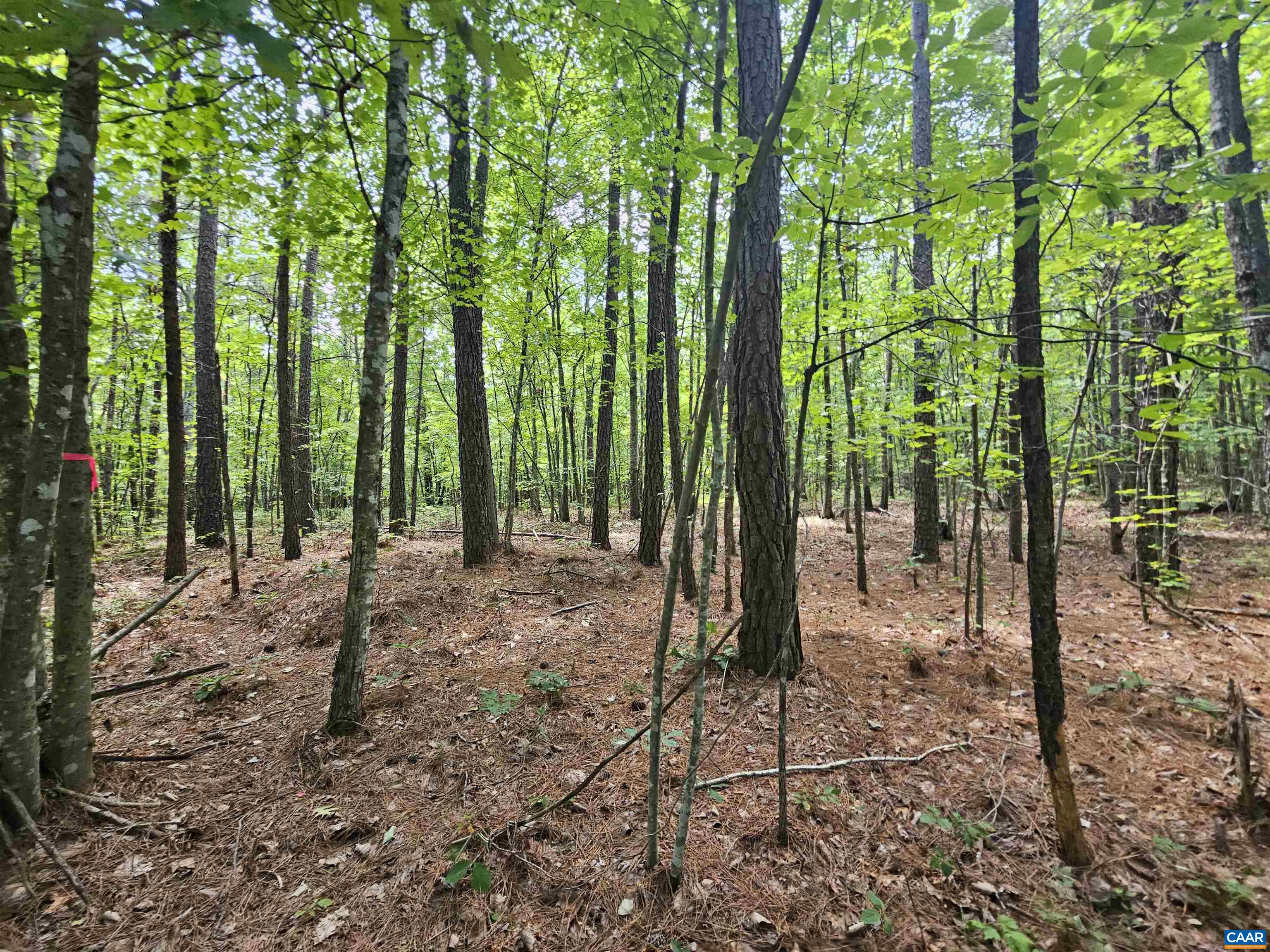 100 Ac W JAMES ANDERSON HWY, GLADSTONE, Virginia 24553, ,Farm,14,100 Ac W JAMES ANDERSON HWY,675255 MLS # 675255 100 Ac W JAMES ANDERSON HWY, GLADSTONE, Virginia 24553, ,Farm,14,100 Ac W JAMES ANDERSON HWY,675255 MLS # 675255