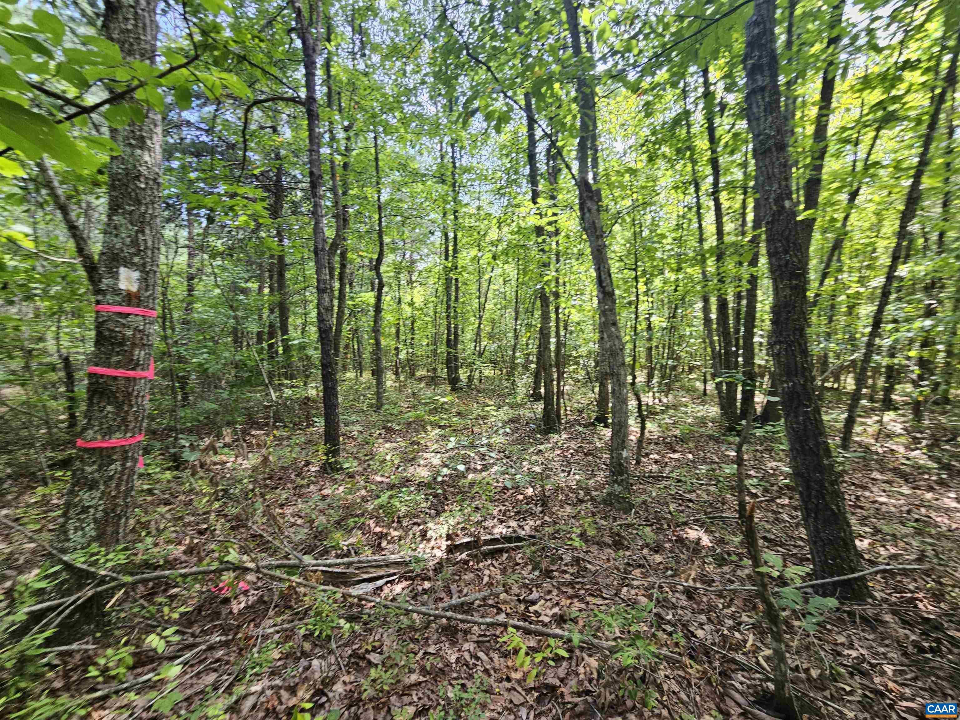 100 Ac W JAMES ANDERSON HWY, GLADSTONE, Virginia 24553, ,Farm,14,100 Ac W JAMES ANDERSON HWY,675255 MLS # 675255 100 Ac W JAMES ANDERSON HWY, GLADSTONE, Virginia 24553, ,Farm,14,100 Ac W JAMES ANDERSON HWY,675255 MLS # 675255