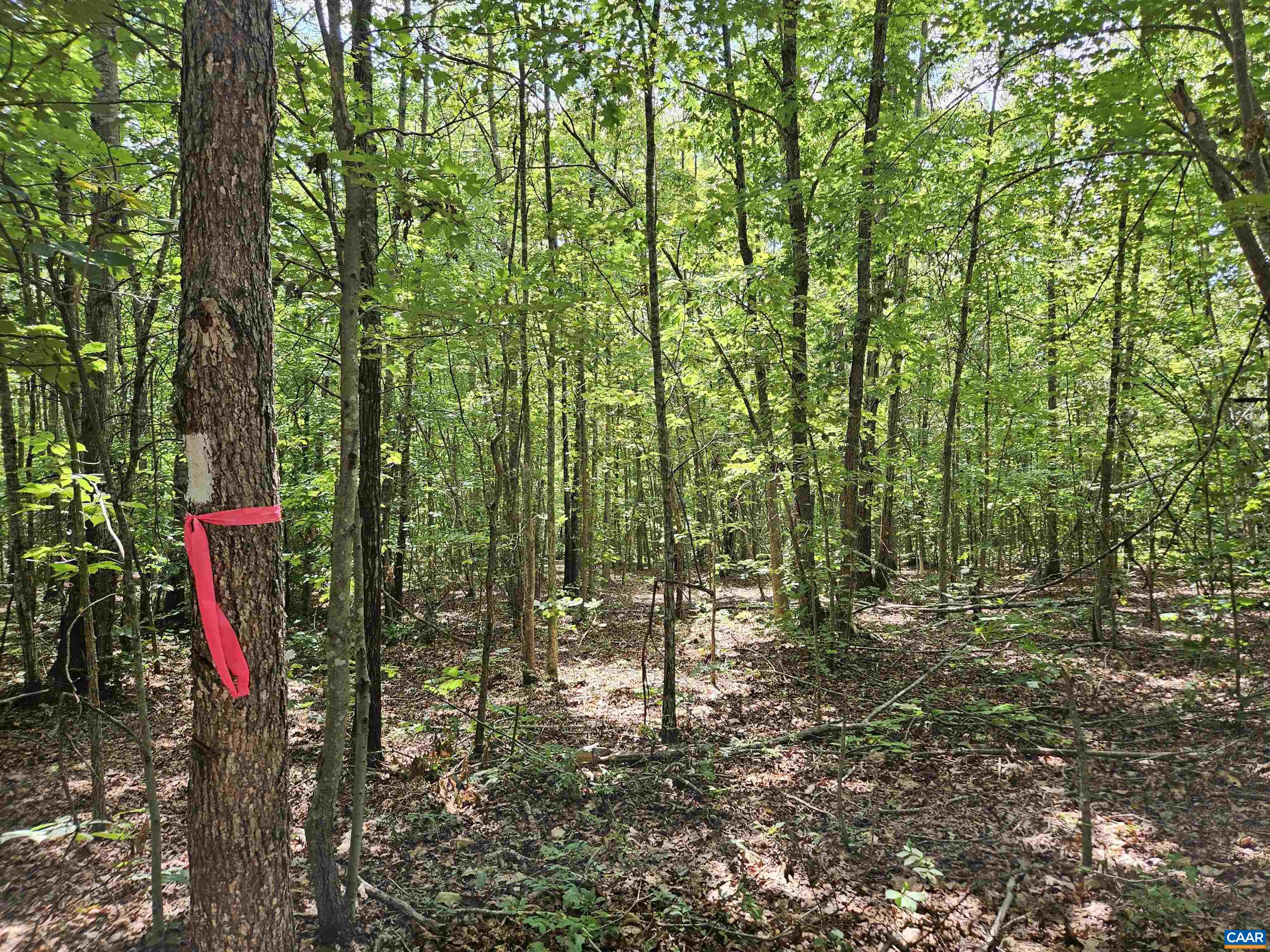 100 Ac W JAMES ANDERSON HWY, GLADSTONE, Virginia 24553, ,Farm,14,100 Ac W JAMES ANDERSON HWY,675255 MLS # 675255 100 Ac W JAMES ANDERSON HWY, GLADSTONE, Virginia 24553, ,Farm,14,100 Ac W JAMES ANDERSON HWY,675255 MLS # 675255