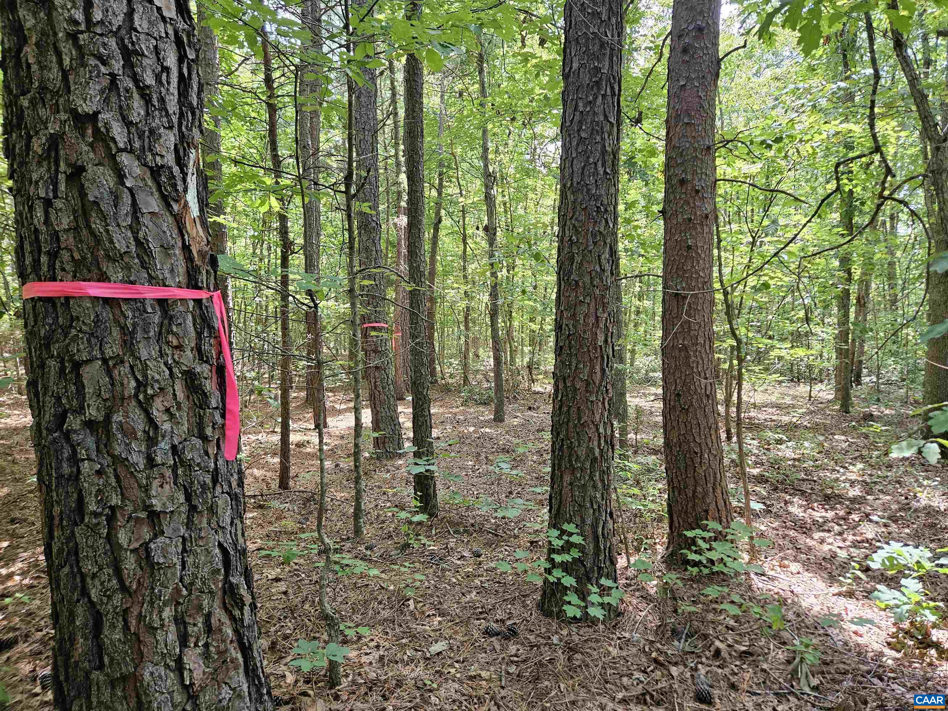 100 Ac W JAMES ANDERSON HWY, GLADSTONE, Virginia 24553, ,Farm,14,100 Ac W JAMES ANDERSON HWY,675255 MLS # 675255 100 Ac W JAMES ANDERSON HWY, GLADSTONE, Virginia 24553, ,Farm,14,100 Ac W JAMES ANDERSON HWY,675255 MLS # 675255